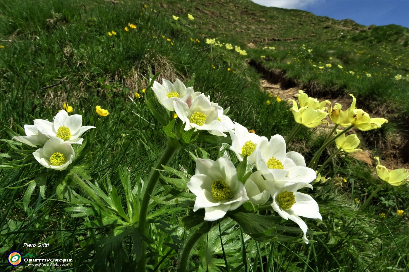30 Anemone narcissino (Anemone narcissiflora) salendo ai Laghetti di Ponteranica.JPG